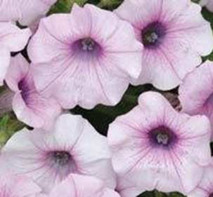 петуния ампельная гибридная            Petunia х hibrida